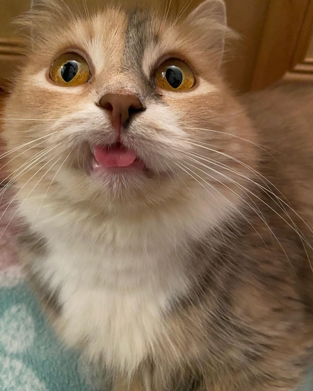 Gatita de dulce sonrisa quiere que la gente la note mientras espera la casa de sus sueños 10 Gatita saca la lengua