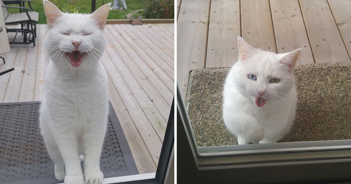 Gatita visita vecino todos días busca amor