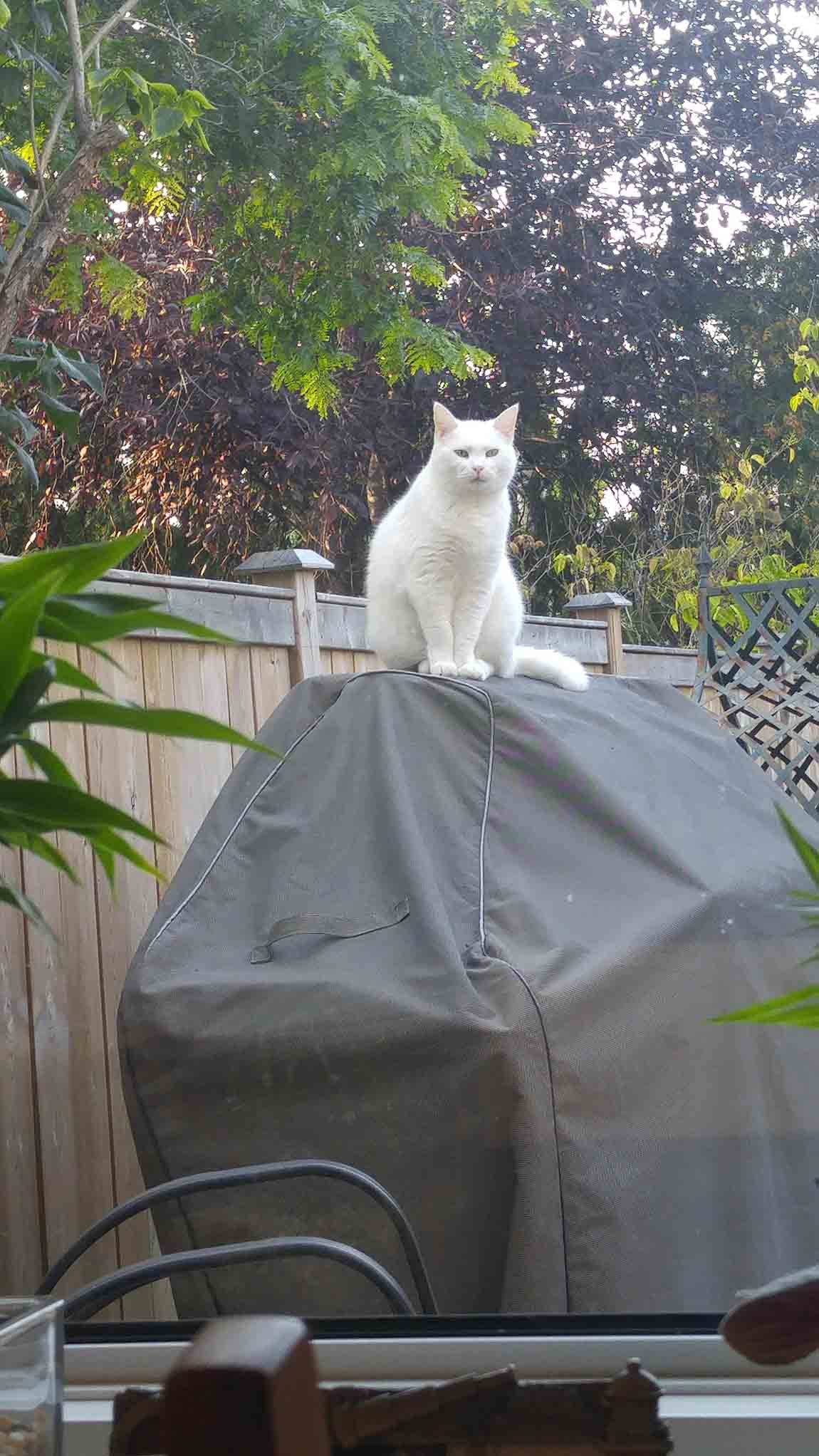 Gatita visita a su vecino todos los días en busca de amor y golosinas 8 Gato visita a su vecino a diario