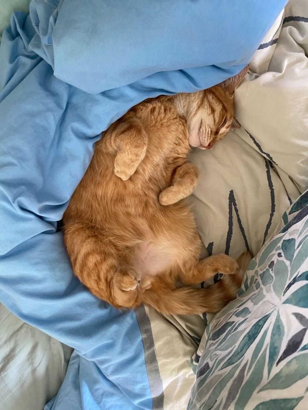 Gatito sigue visitando a una pareja desde que se mudaron a un apartamento 7 Gatito durmiendo