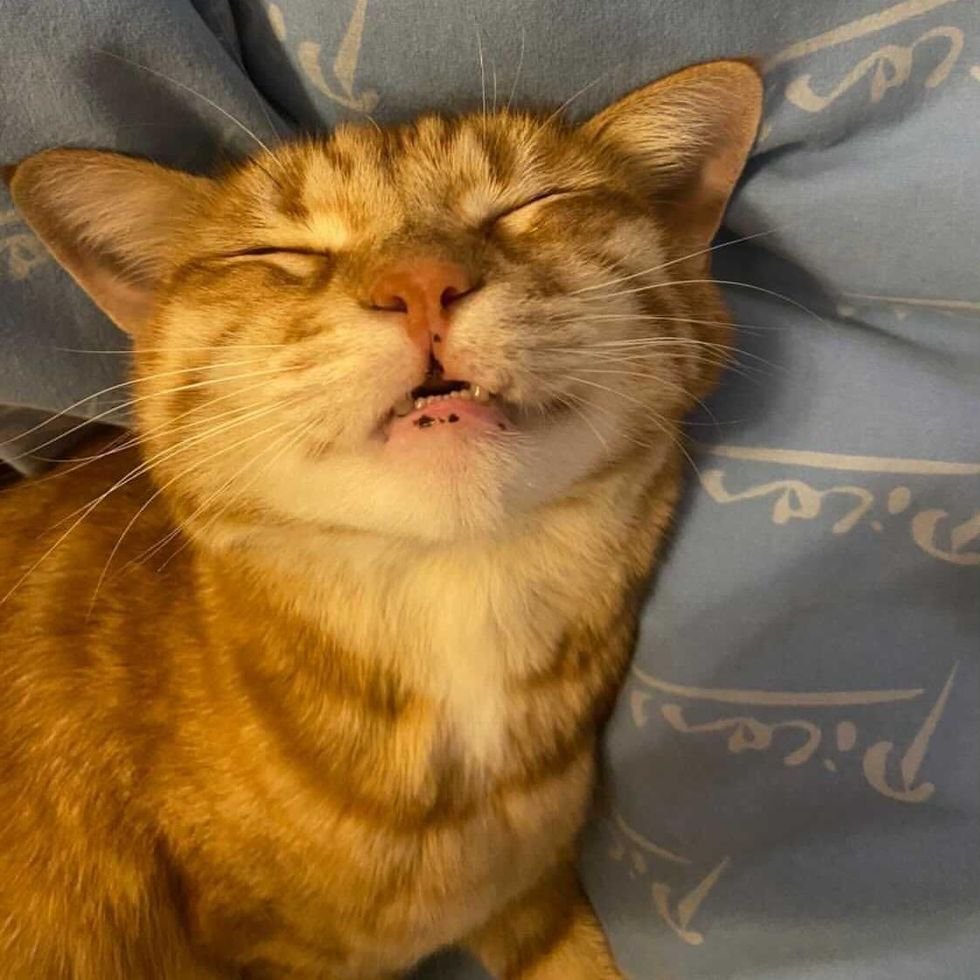 Gatito sigue visitando a una pareja desde que se mudaron a un apartamento 8 Gatito naranja descansando