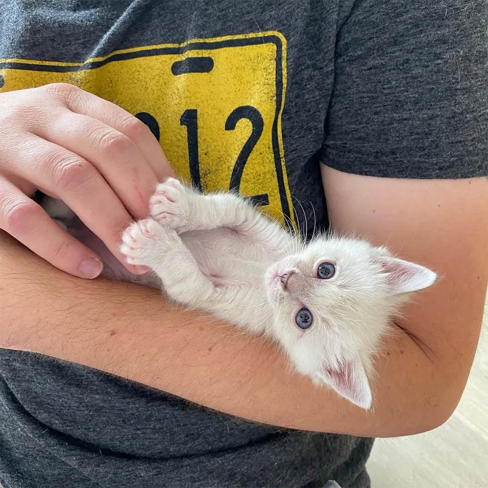Gatitos finalmente pueden ver por primera vez después de ser encontrados y recuperarse 19 Gatitos finalmente pueden mirar