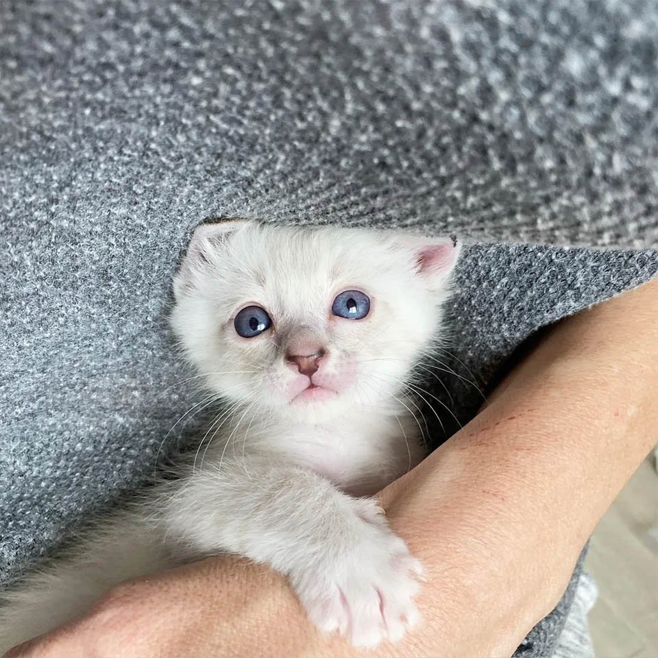 Gatitos finalmente pueden ver por primera vez después de ser encontrados y recuperarse 22 Gatitos finalmente pueden