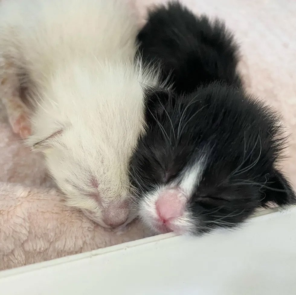 Gatitos finalmente pueden ver por primera vez después de ser encontrados y recuperarse 12 Gatitos finalmente pueden ver