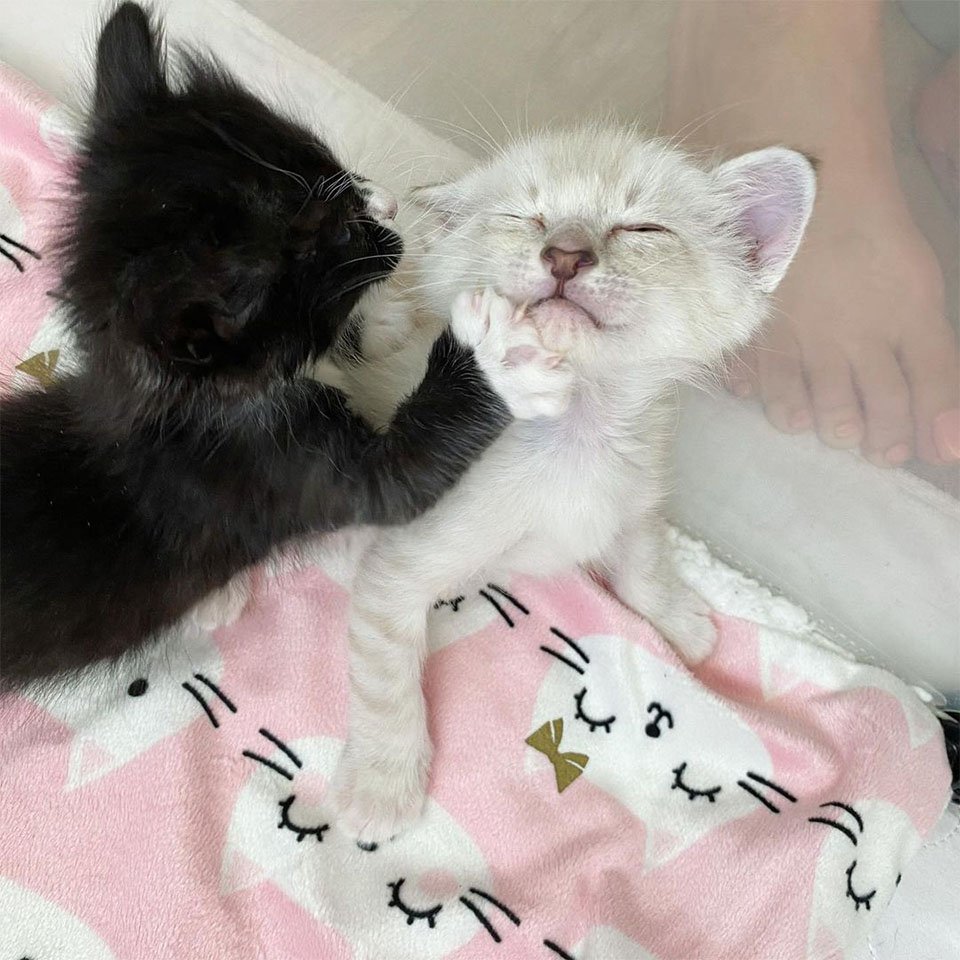 Gatitos finalmente pueden ver por primera vez después de ser encontrados y recuperarse 20 Gatitos prosperando