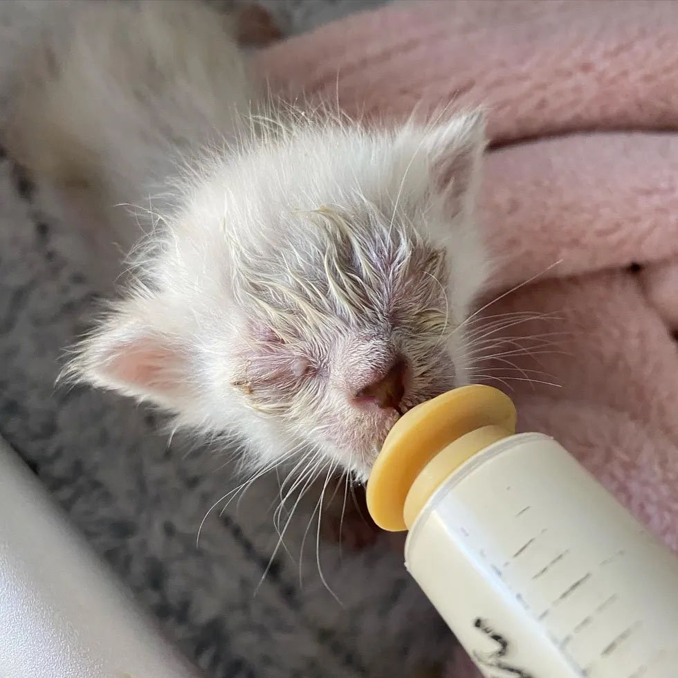 Gatitos finalmente pueden ver por primera vez después de ser encontrados y recuperarse 13 Grogu enfermo