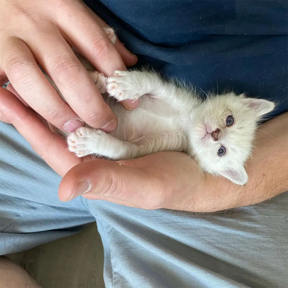 Gatitos finalmente pueden ver por primera vez después de ser encontrados y recuperarse 17 Grogu feliz