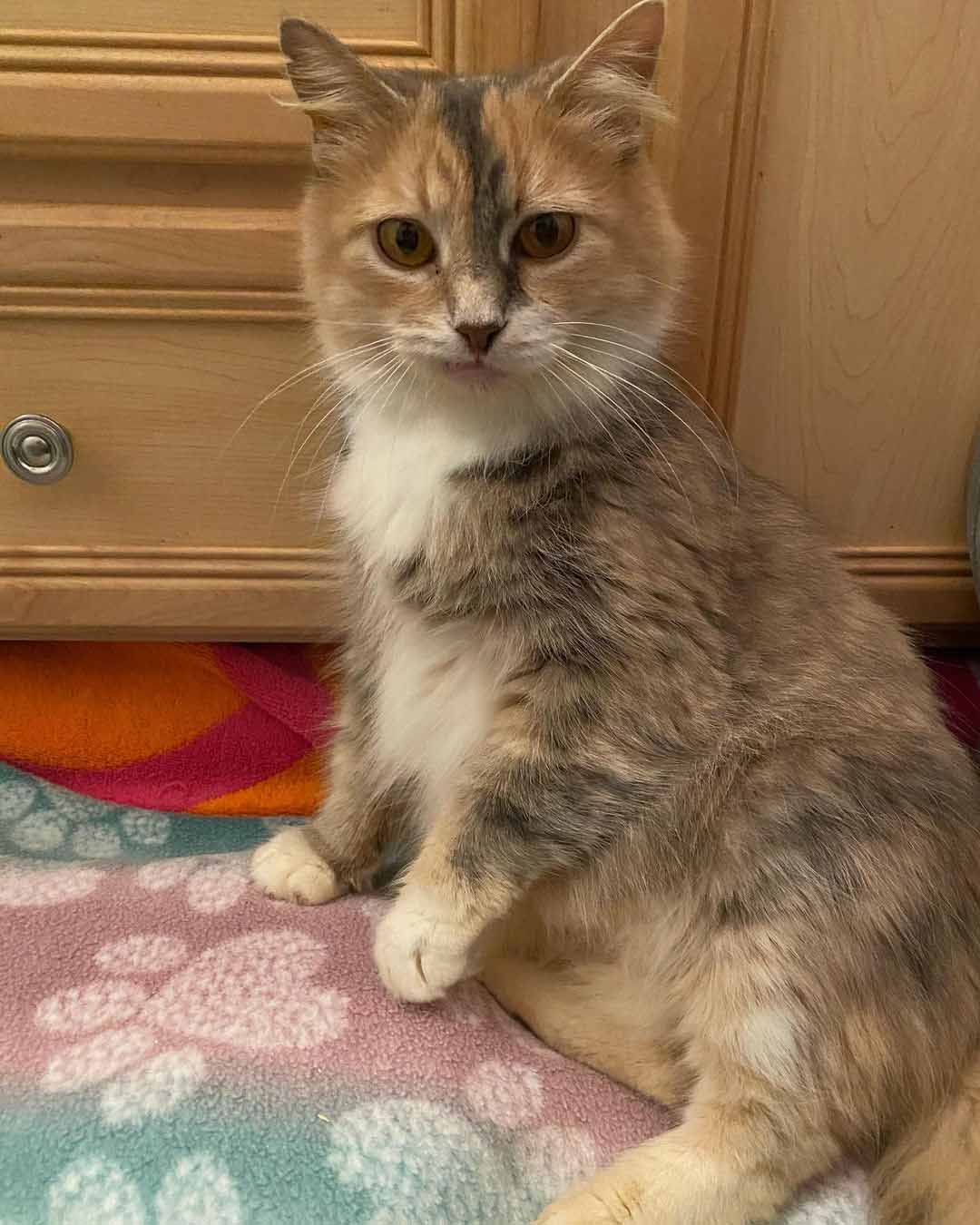 Gatita de dulce sonrisa quiere que la gente la note mientras espera la casa de sus sueños 14 Gatita de dulce sonrisa