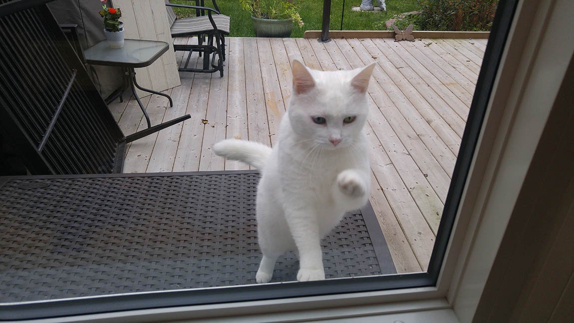 Gatita visita a su vecino todos los días en busca de amor y golosinas 10 Hermoso gato visita a su vecino