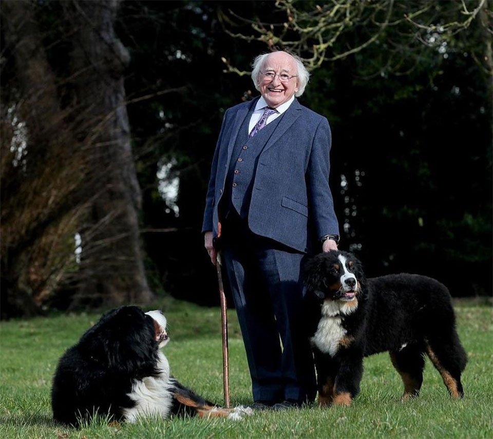 El perro del presidente de Irlanda pide atención durante una entrevista 15 Higgins y sus perros