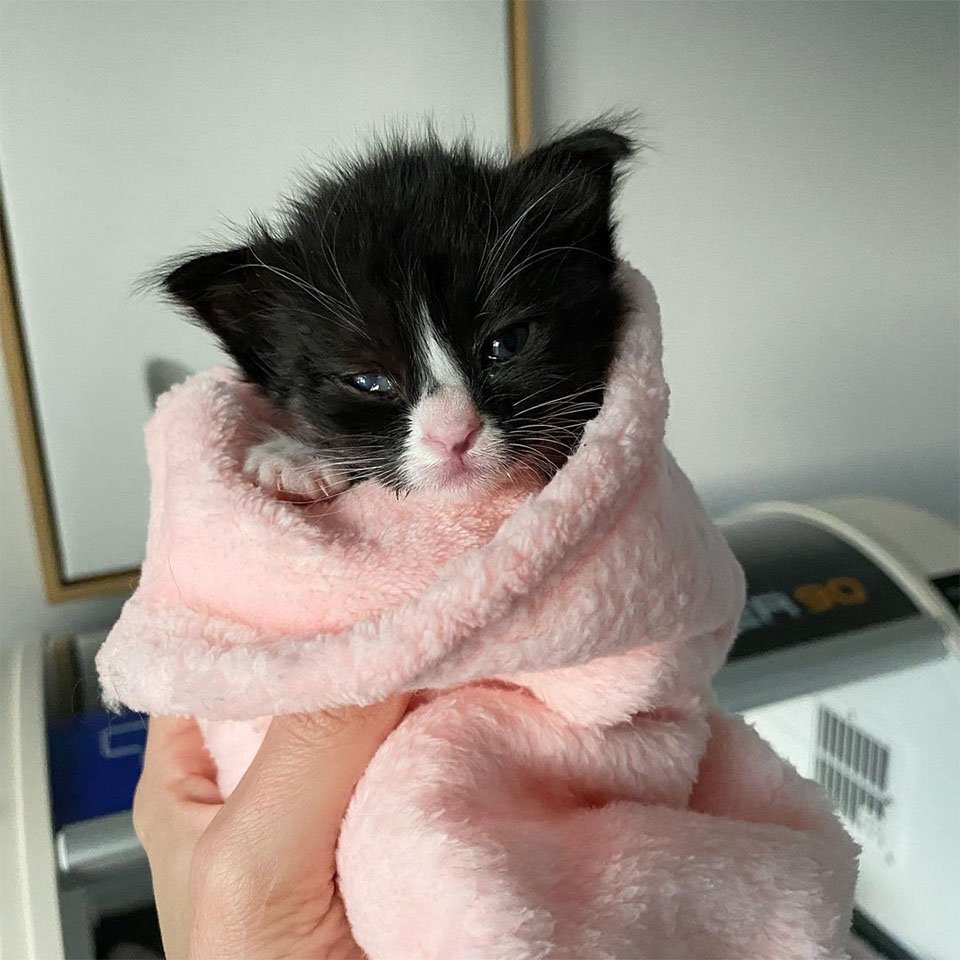 Gatitos finalmente pueden ver por primera vez después de ser encontrados y recuperarse 18 Leia enferma ojo