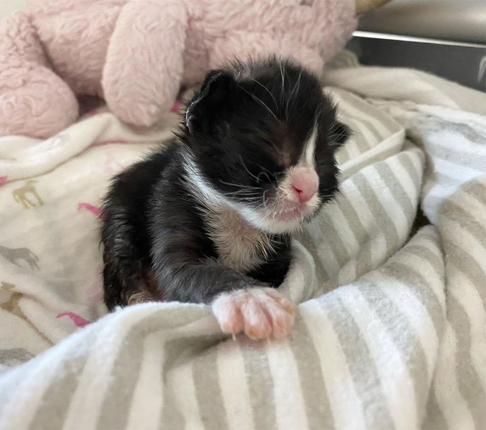 Gatitos finalmente pueden ver por primera vez después de ser encontrados y recuperarse 16 Leia enferma