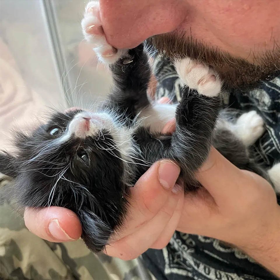 Gatitos finalmente pueden ver por primera vez después de ser encontrados y recuperarse 21 Leia sana