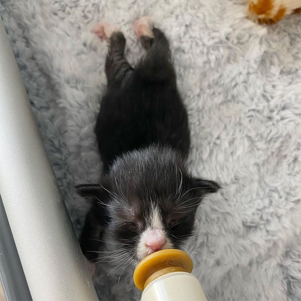 Gatitos finalmente pueden ver por primera vez después de ser encontrados y recuperarse 14 Leia y biberón