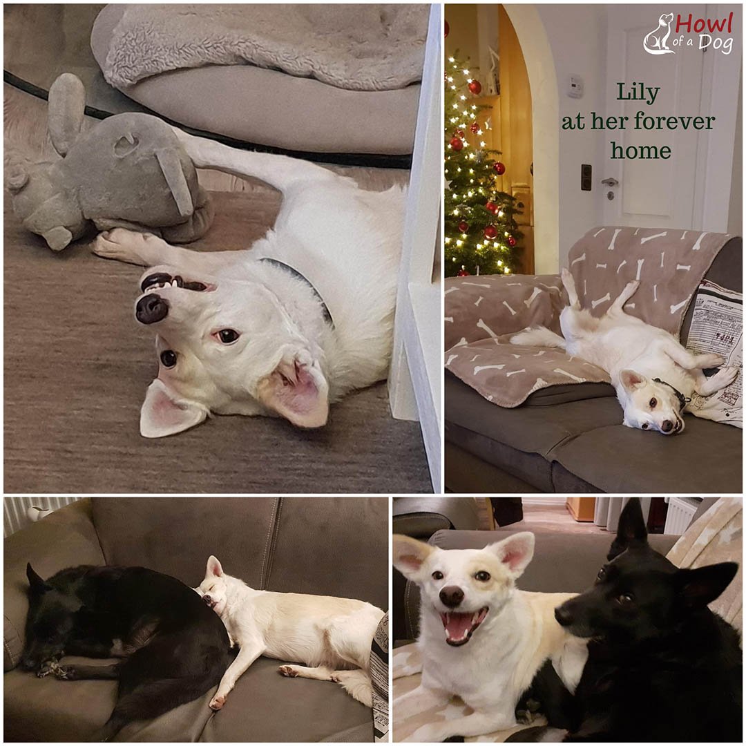 Lily Nuevo hogar