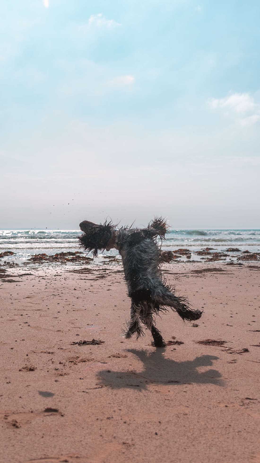 Perro le demuestra a todos lo mucho que ama ir a la playa 8 Mascota se divierte en la playa
