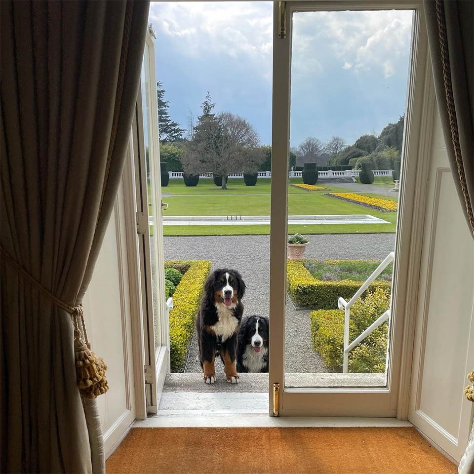 El perro del presidente de Irlanda pide atención durante una entrevista 13 Mascotas de Higgins