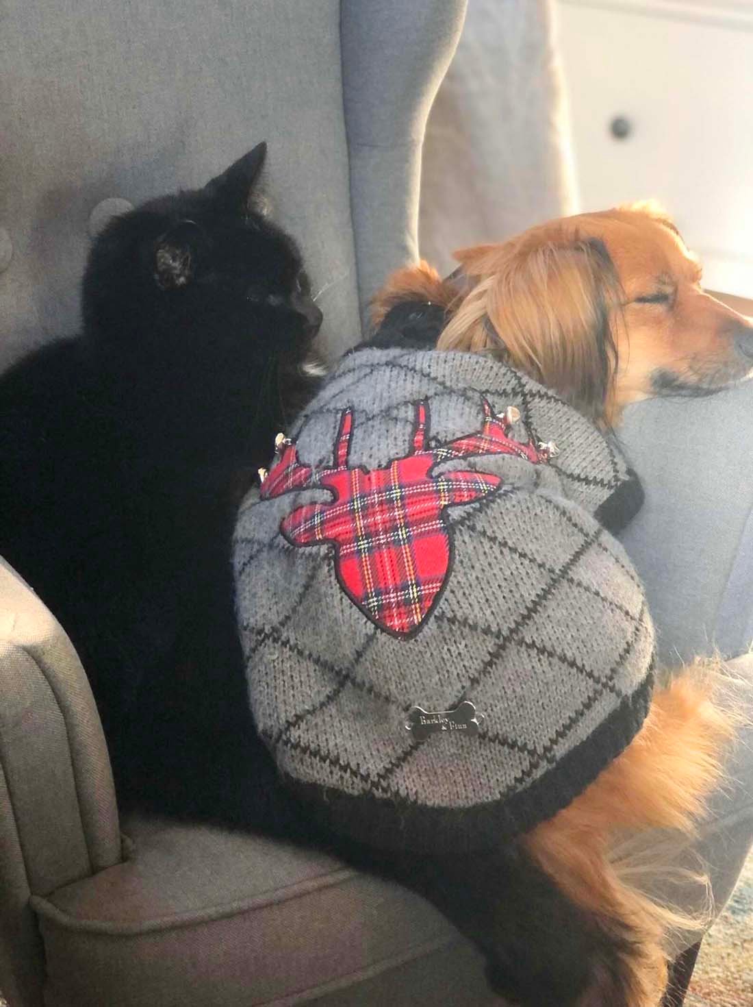 Perro no deja de sonreír después de conseguir una silla a juego con la de su mamá 9 Mascotas toman la siesta juntas