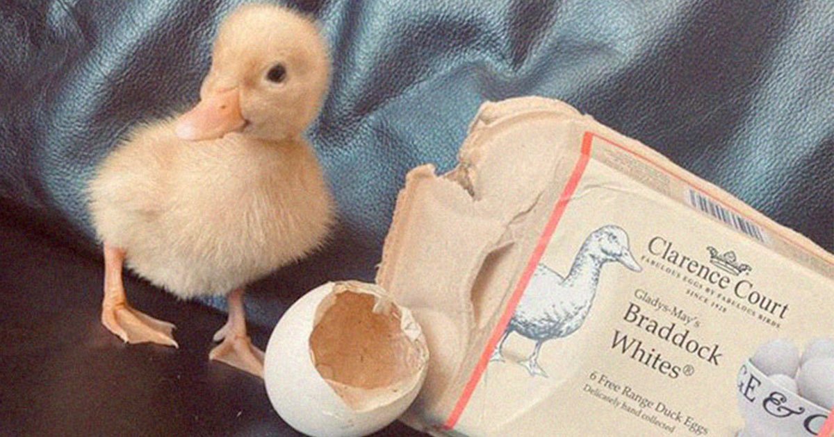 Mujer eclosiona patito huevo supermercado