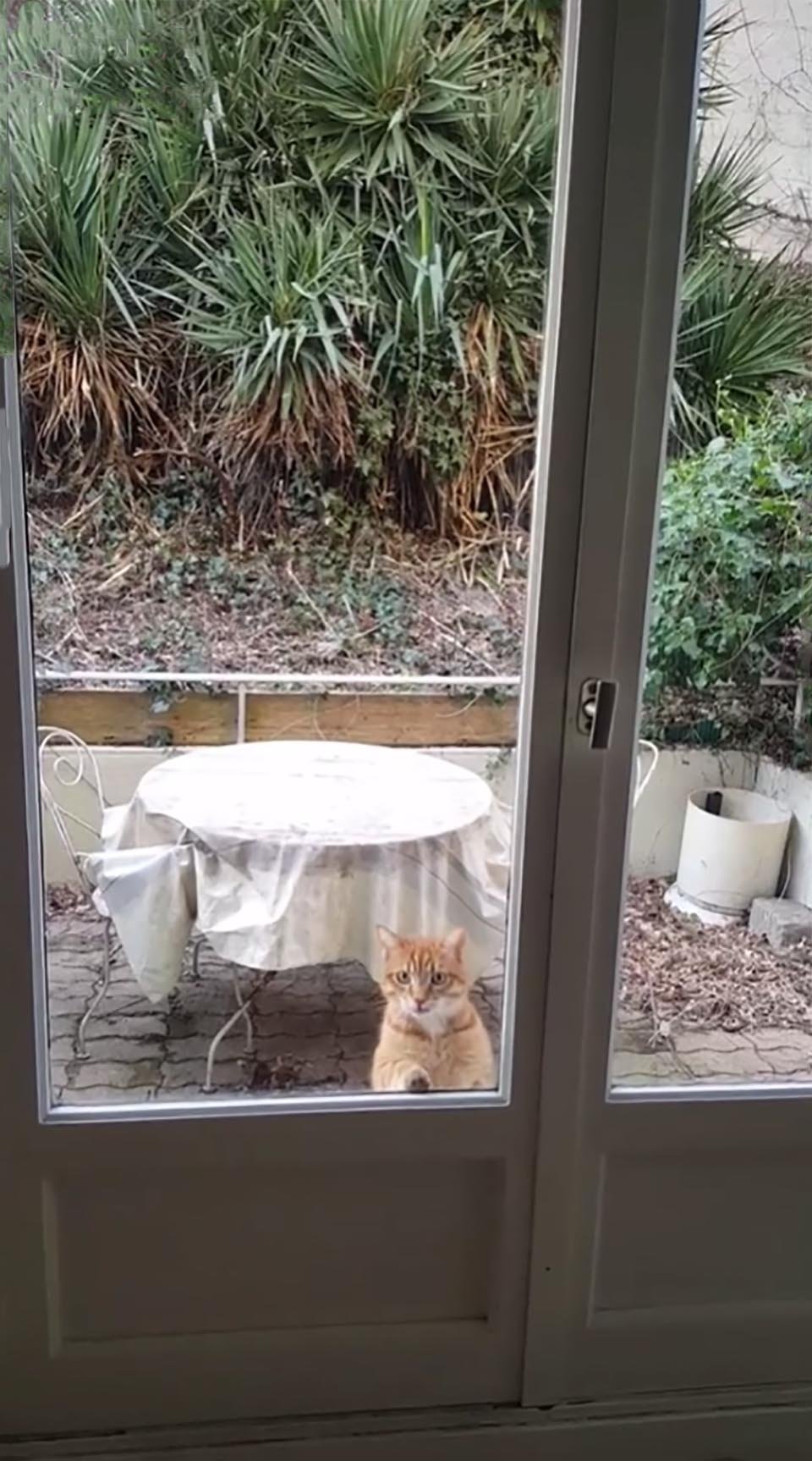 Gatito sigue visitando a una pareja desde que se mudaron a un apartamento 5 Pareja encuentra gato en su apartamento después de mudarse