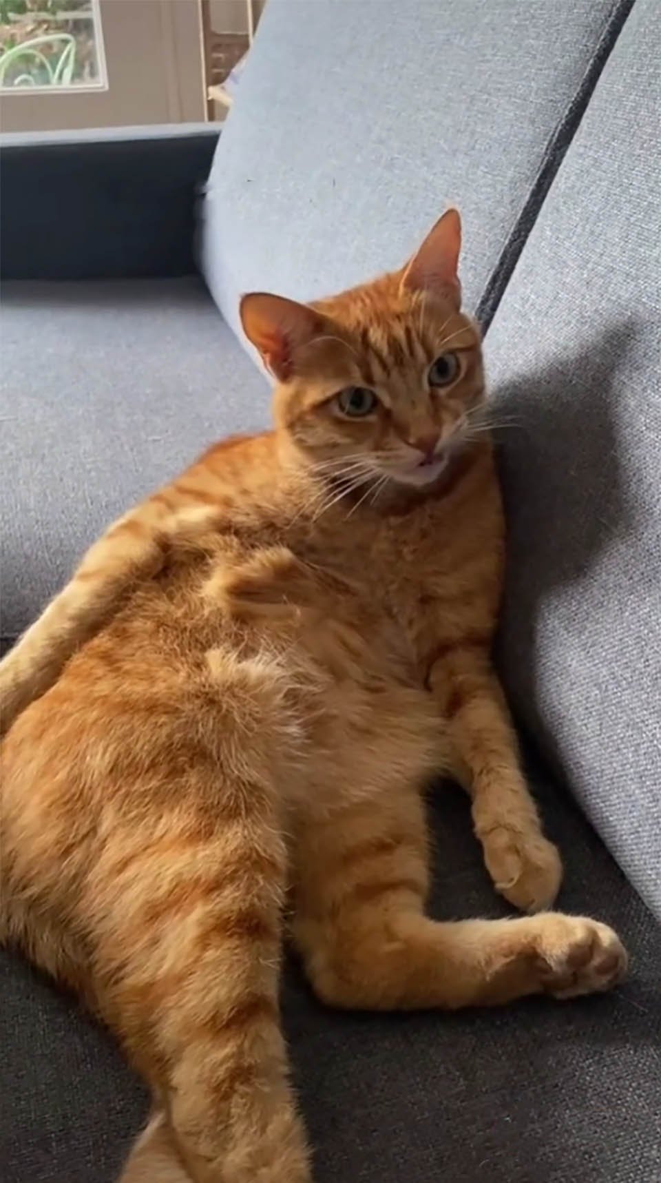 Gatito sigue visitando a una pareja desde que se mudaron a un apartamento 6 Pareja encuentra un gato en su apartamento