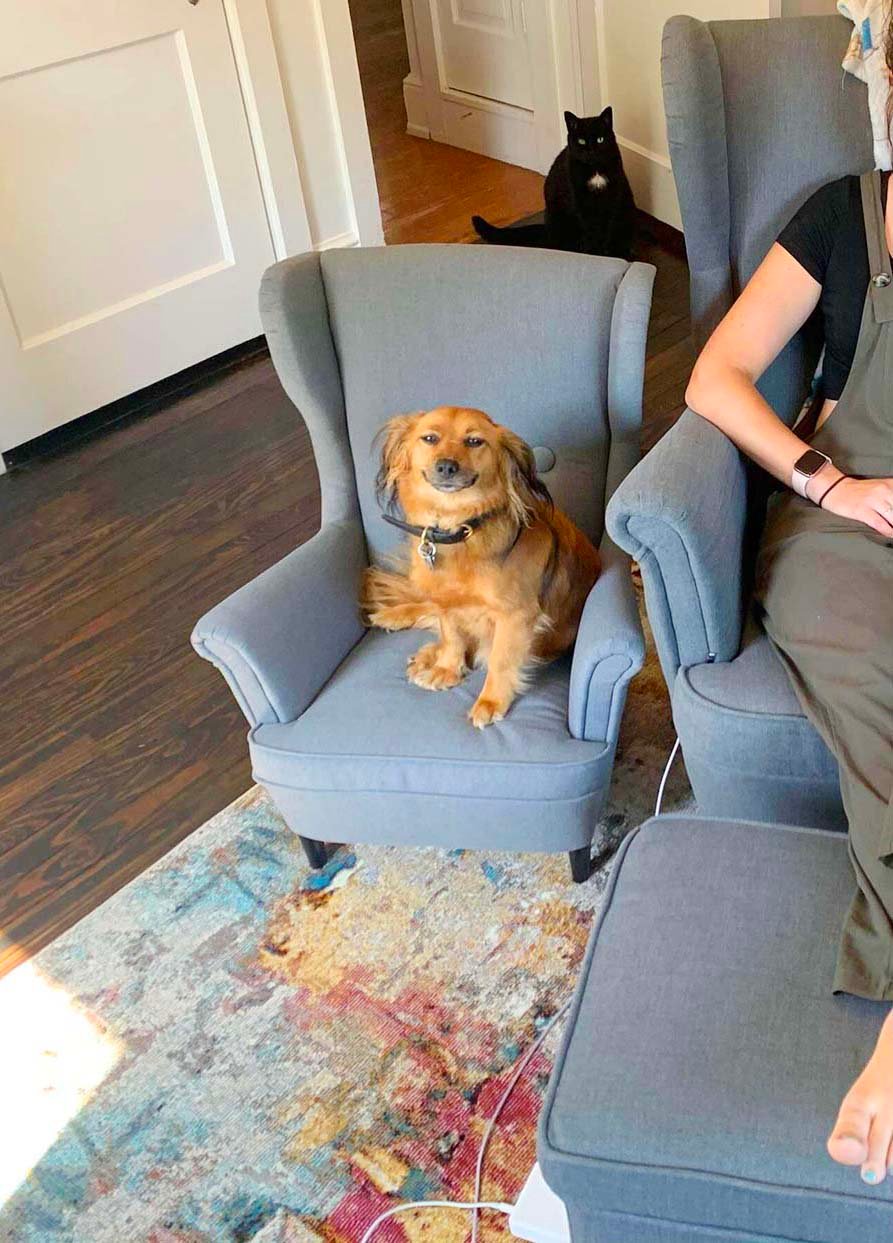 Perro no deja de sonreír después de conseguir una silla a juego con la de su mamá 8 Perro consigue una silla a juego con su mamá