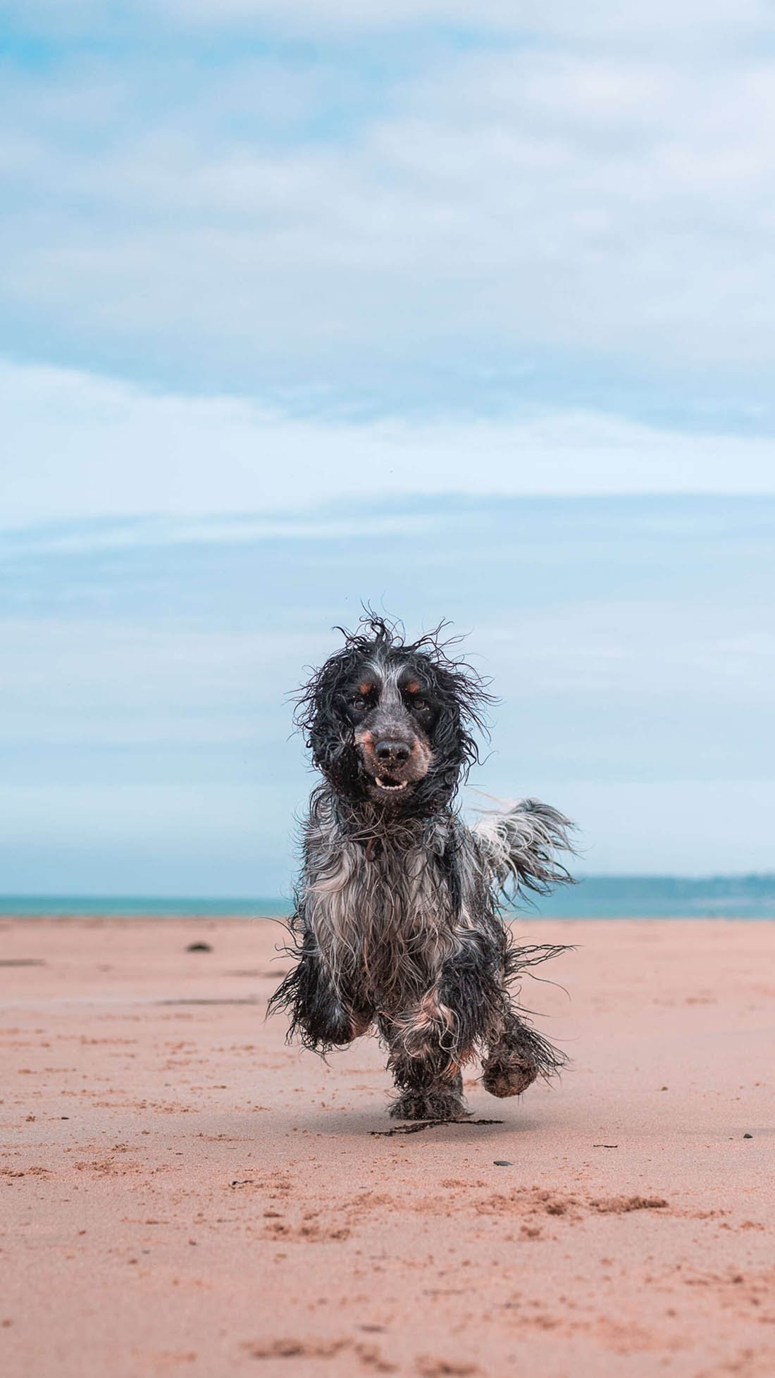 Perro le demuestra a todos lo mucho que ama ir a la playa 7 Perro demuestra lo mucho que ama la playa