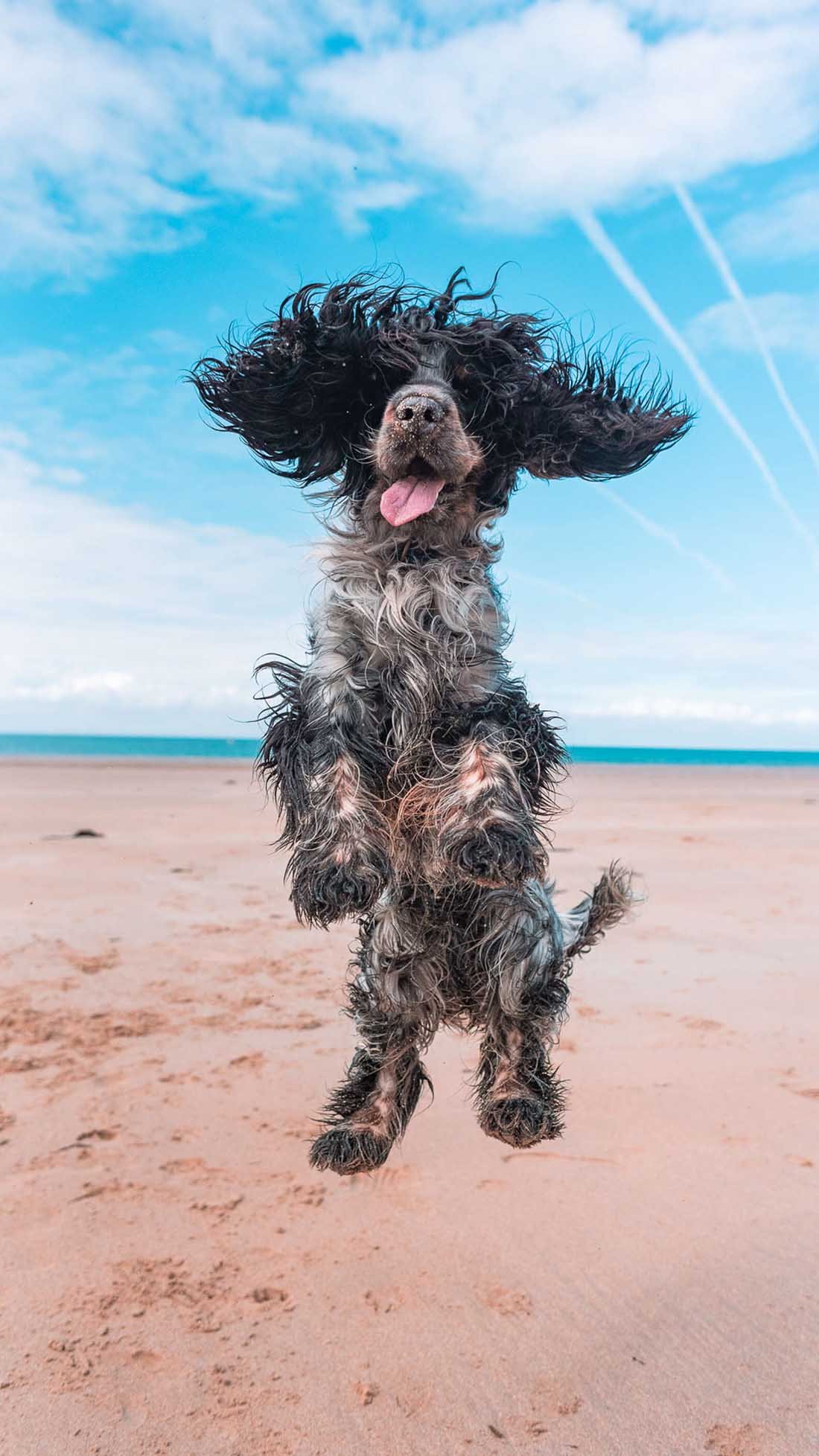 Perro le demuestra a todos lo mucho que ama ir a la playa 10 Perro feliz en la playa