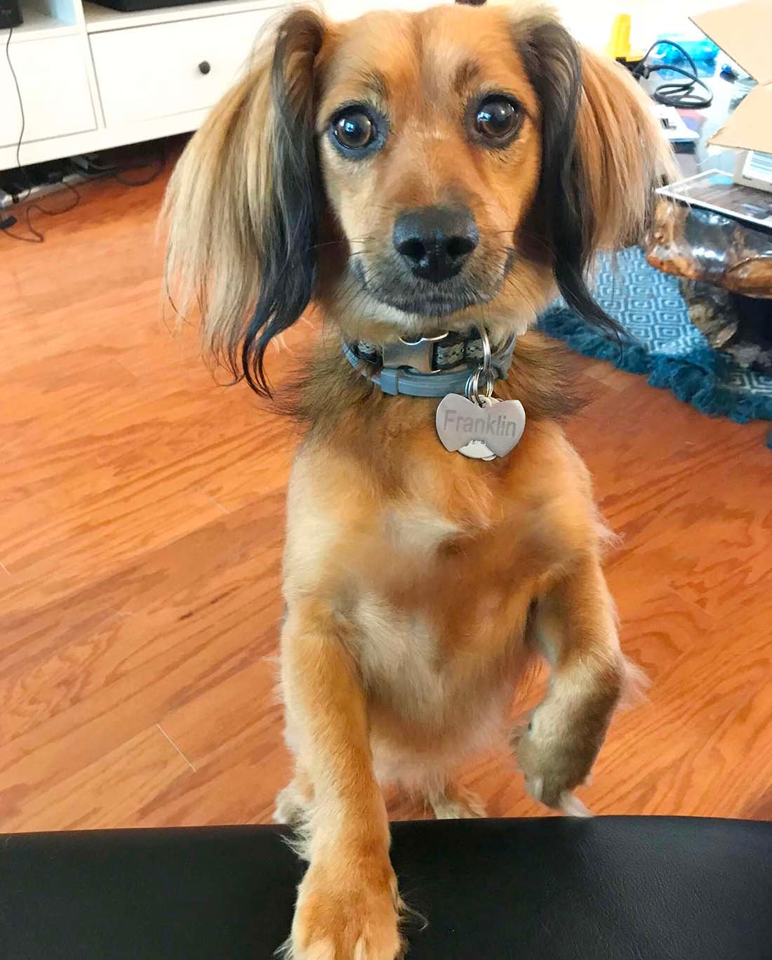 Perro no deja de sonreír después de conseguir una silla a juego con la de su mamá 6 Perro no deja de sonreír