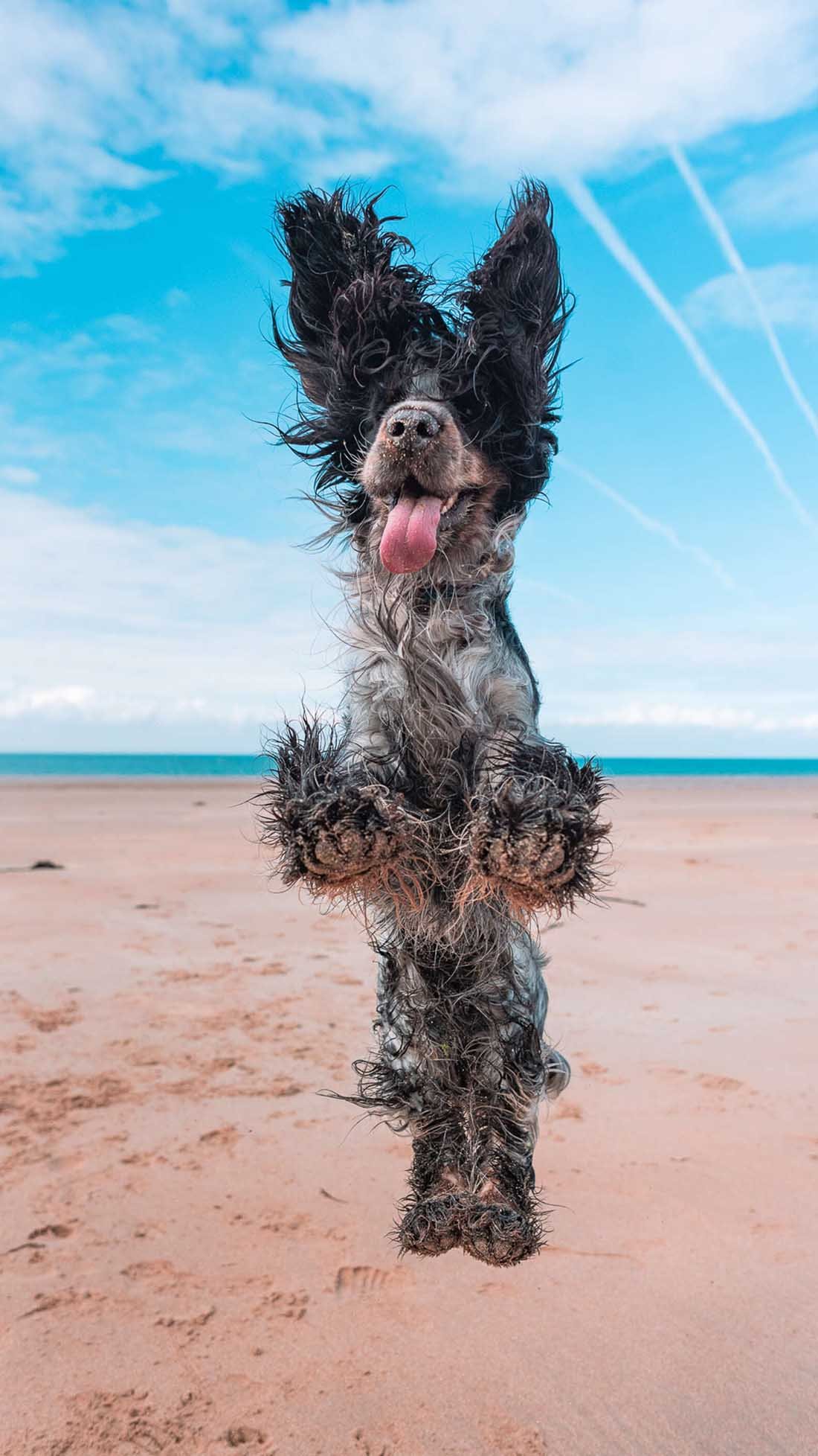 Perro le demuestra a todos lo mucho que ama ir a la playa 6 Perro sonriendo