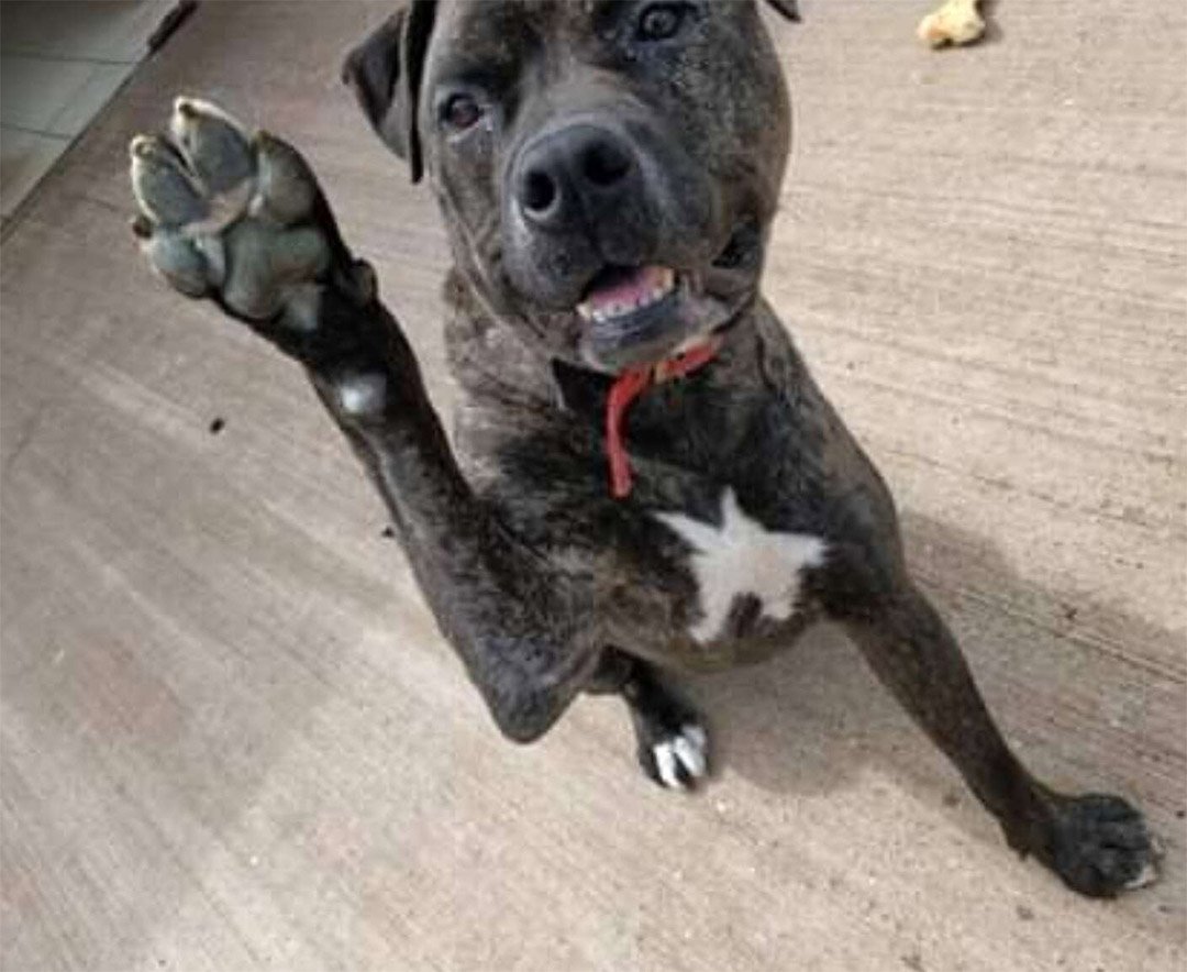 Perro dulce de un refugio vio cómo 221 perros eran adoptados mientras esperaba 2 años 9 Adorable Bob