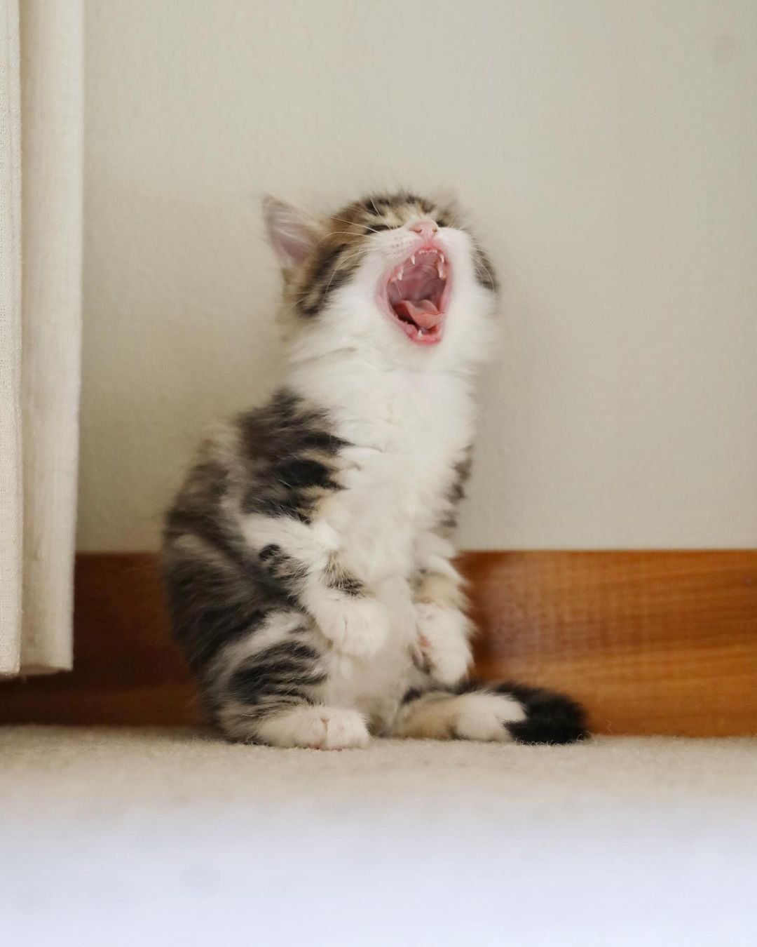 Gatita que se para como un canguro está decidida a prosperar y vivir la mejor vida 9 Adorable gatita canguro