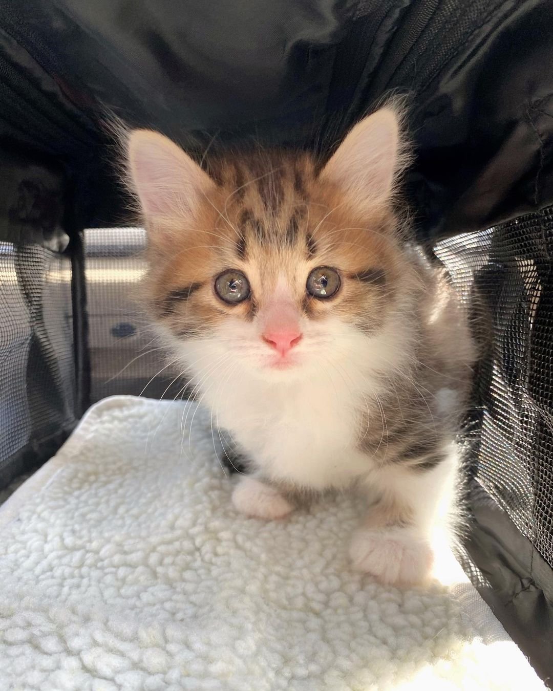 Gatita que se para como un canguro está decidida a prosperar y vivir la mejor vida 13 Adorable bebé esponjoso