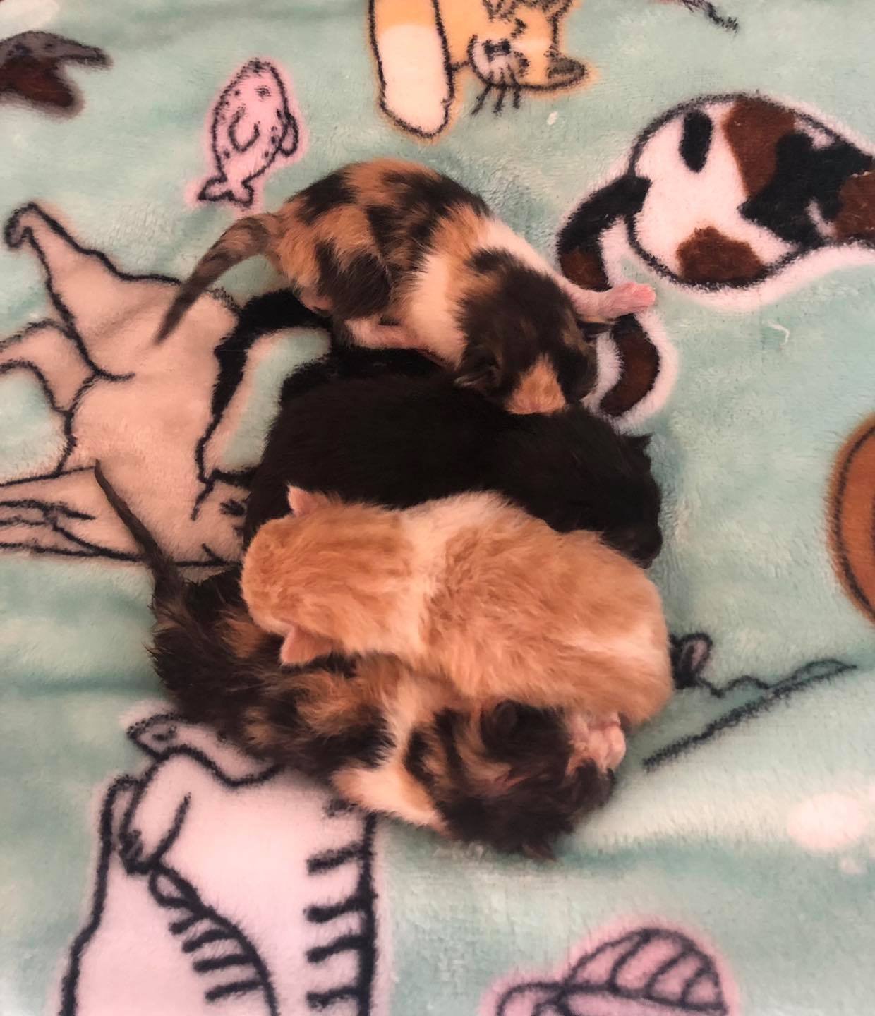 Gata embarazada se protegió del frío hasta encontrar un lugar seguro para dar a luz 11 Adorables gatitos bebés