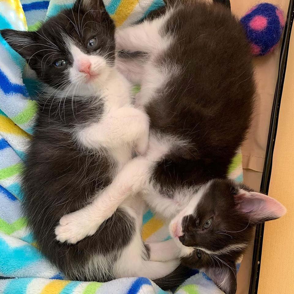 Gato se hace amigo de todos los gatitos que conoce después de que su vida cambió 11 Adorables gatitos de esmoquin