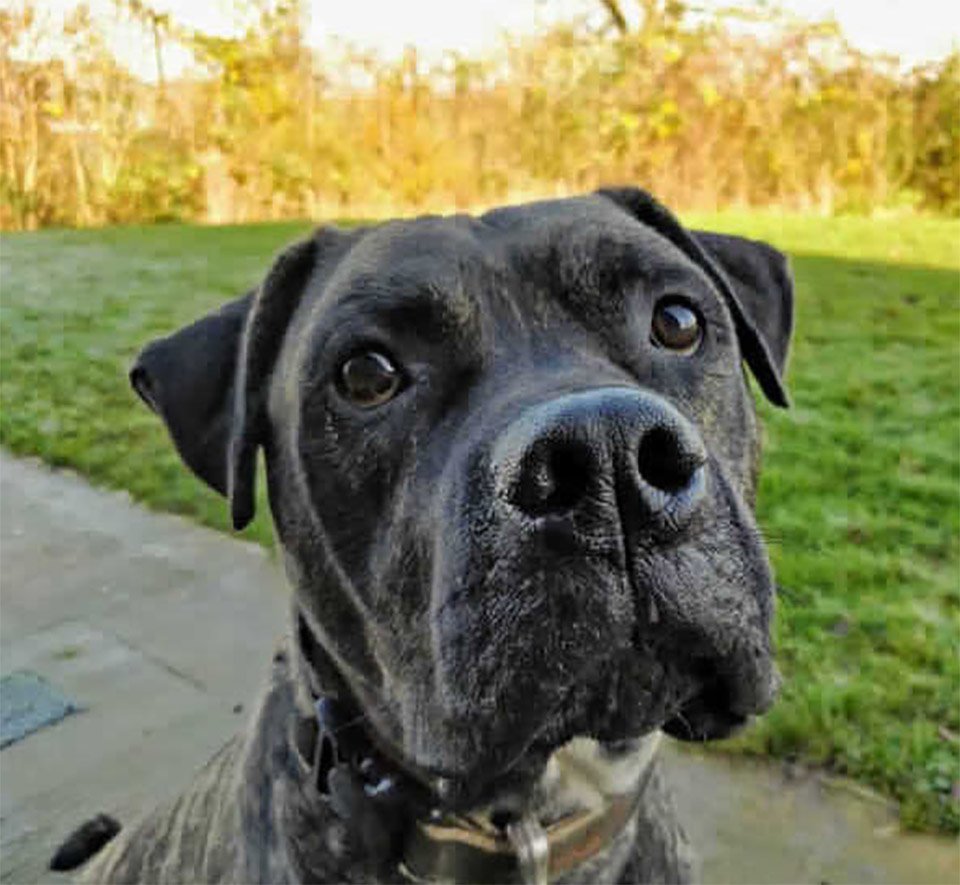Perro dulce de un refugio vio cómo 221 perros eran adoptados mientras esperaba 2 años 6 Amigable Bob