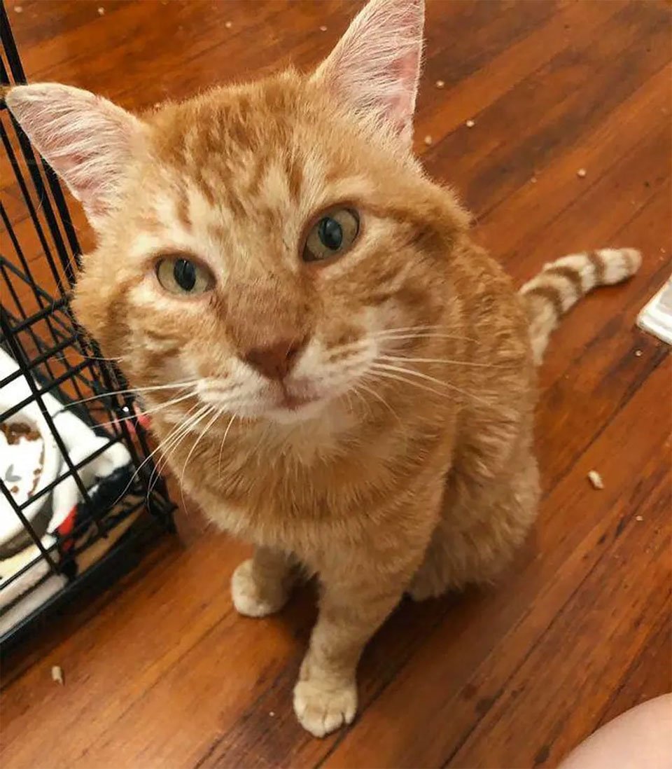 Amigable gato sin hogar aparece en la ventana pidiendo que lo dejen entrar 14 Amigable Carlton
