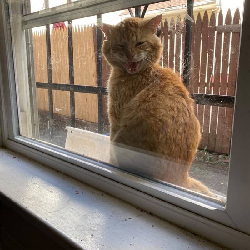 Amigable gato sin hogar aparece en la ventana pidiendo que lo dejen entrar 8 Amigable gato pidiendo ayuda