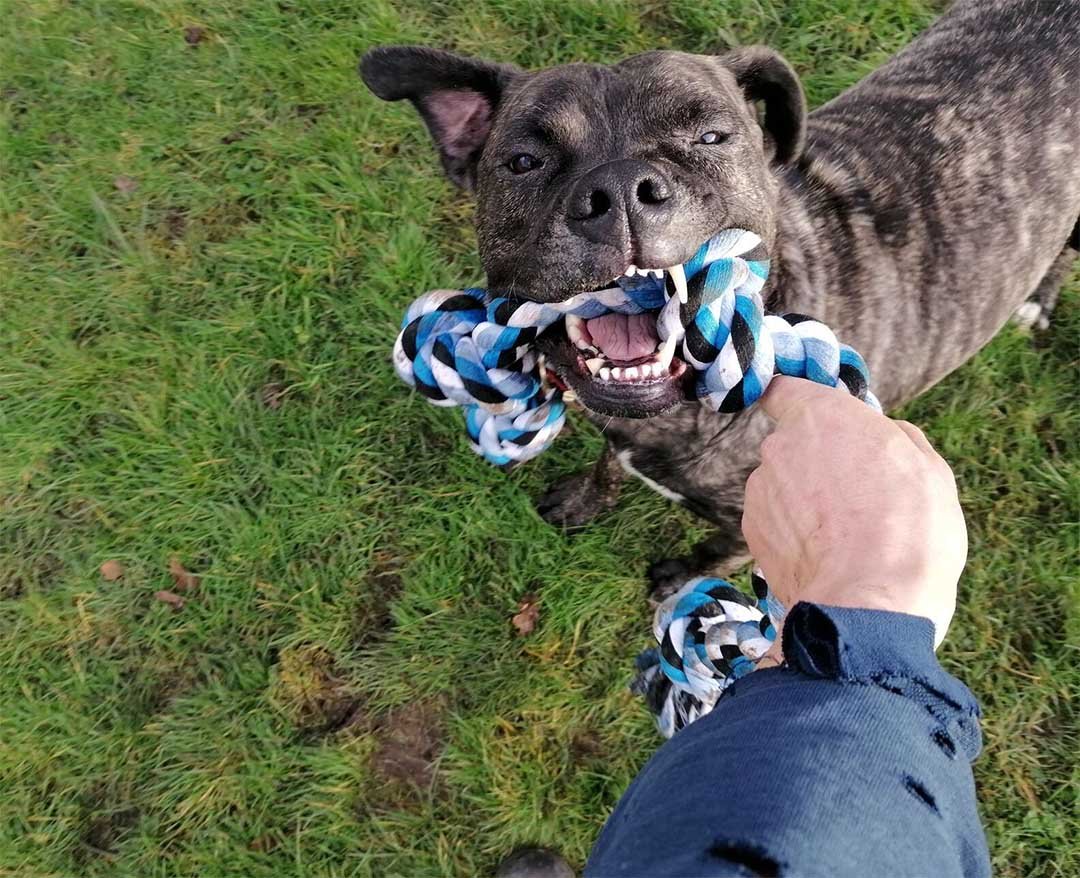 Perro dulce de un refugio vio cómo 221 perros eran adoptados mientras esperaba 2 años 8 Bob en refugio