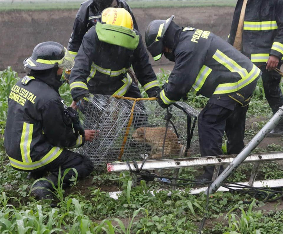 Bomberos rescatan animales