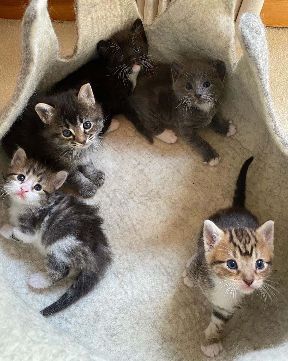 Gatita que se para como un canguro está decidida a prosperar y vivir la mejor vida 14 Camada de felinos