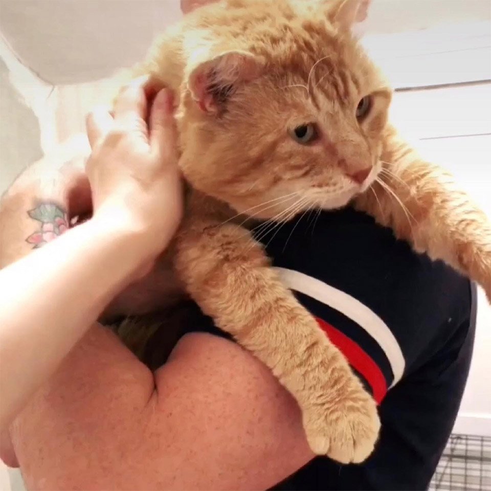 Amigable gato sin hogar aparece en la ventana pidiendo que lo dejen entrar 11 Carlton rescatado
