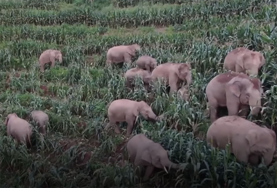 Manada de elefantes vaga a través de China, y nadie sabe por qué 9 Elefante causando daños