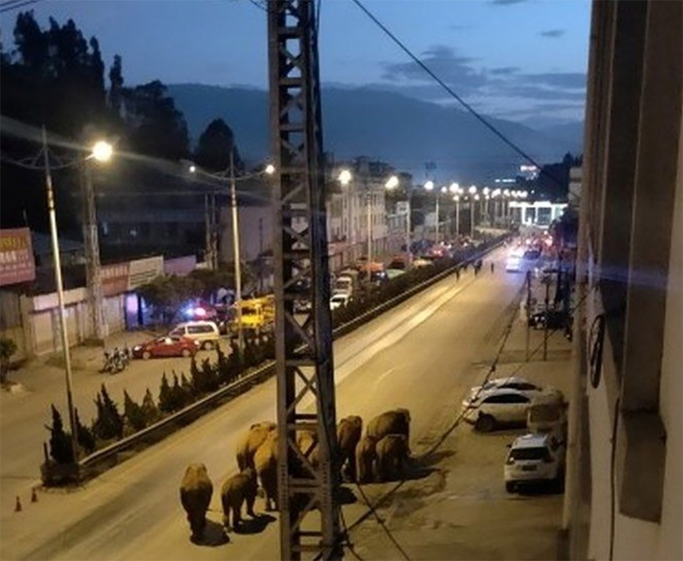 Manada de elefantes vaga a través de China, y nadie sabe por qué 11 Gigantes en la ciudad
