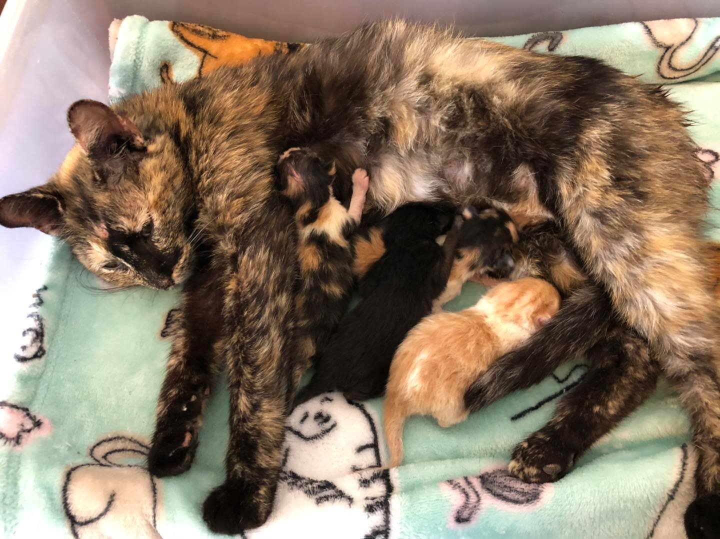 Gata embarazada se protegió del frío hasta encontrar un lugar seguro para dar a luz 9 Gata Gata embarazada se protegió del frío hasta encontrar lugar para dar a luz