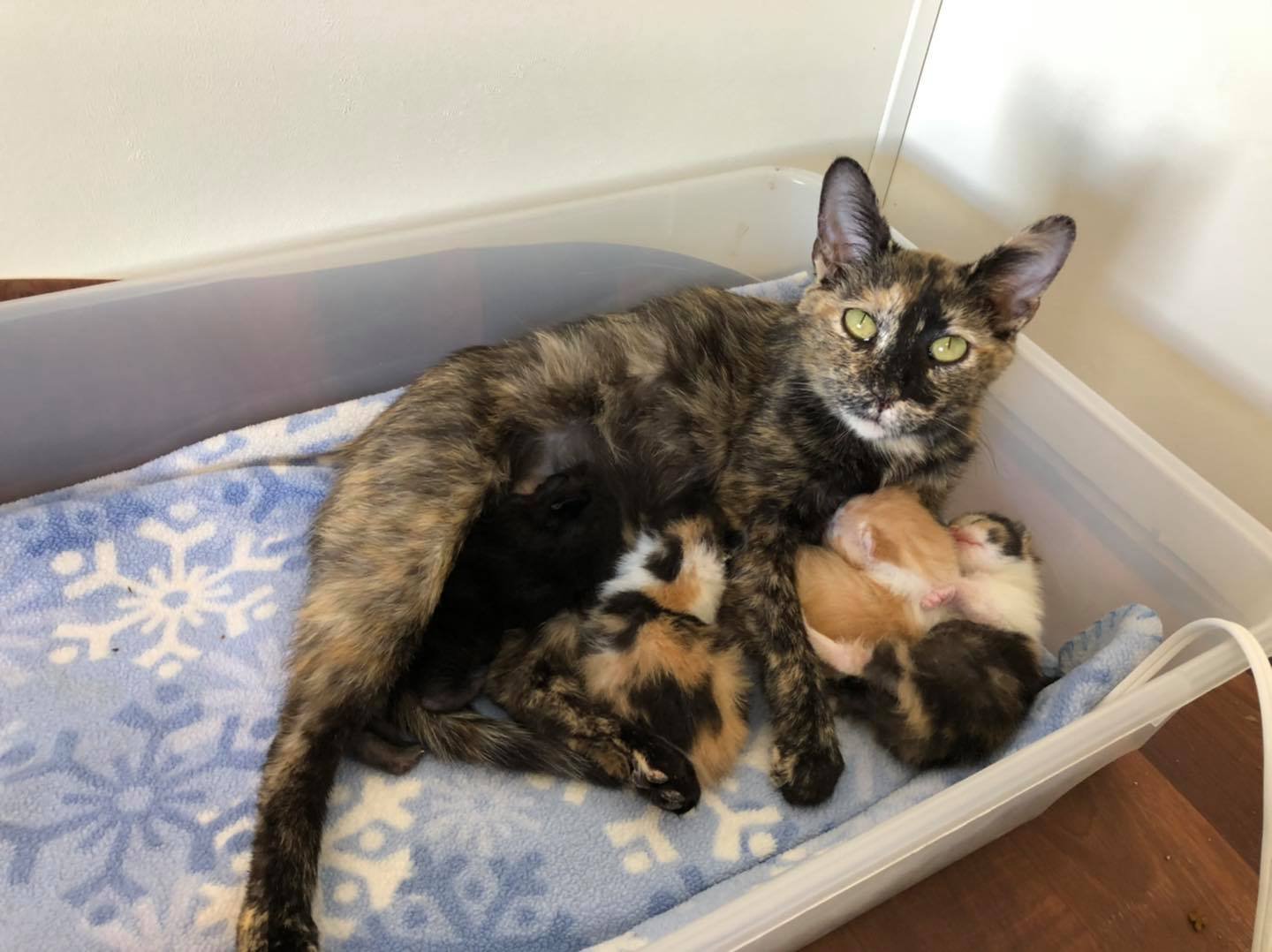 Gata embarazada se protegió del frío hasta encontrar un lugar seguro para dar a luz 8 Gata embarazada se protegió del frío