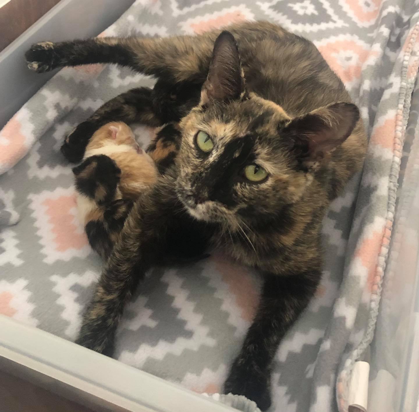 Gata embarazada se protegió del frío hasta encontrar un lugar seguro para dar a luz 10 Gata y sus bebés