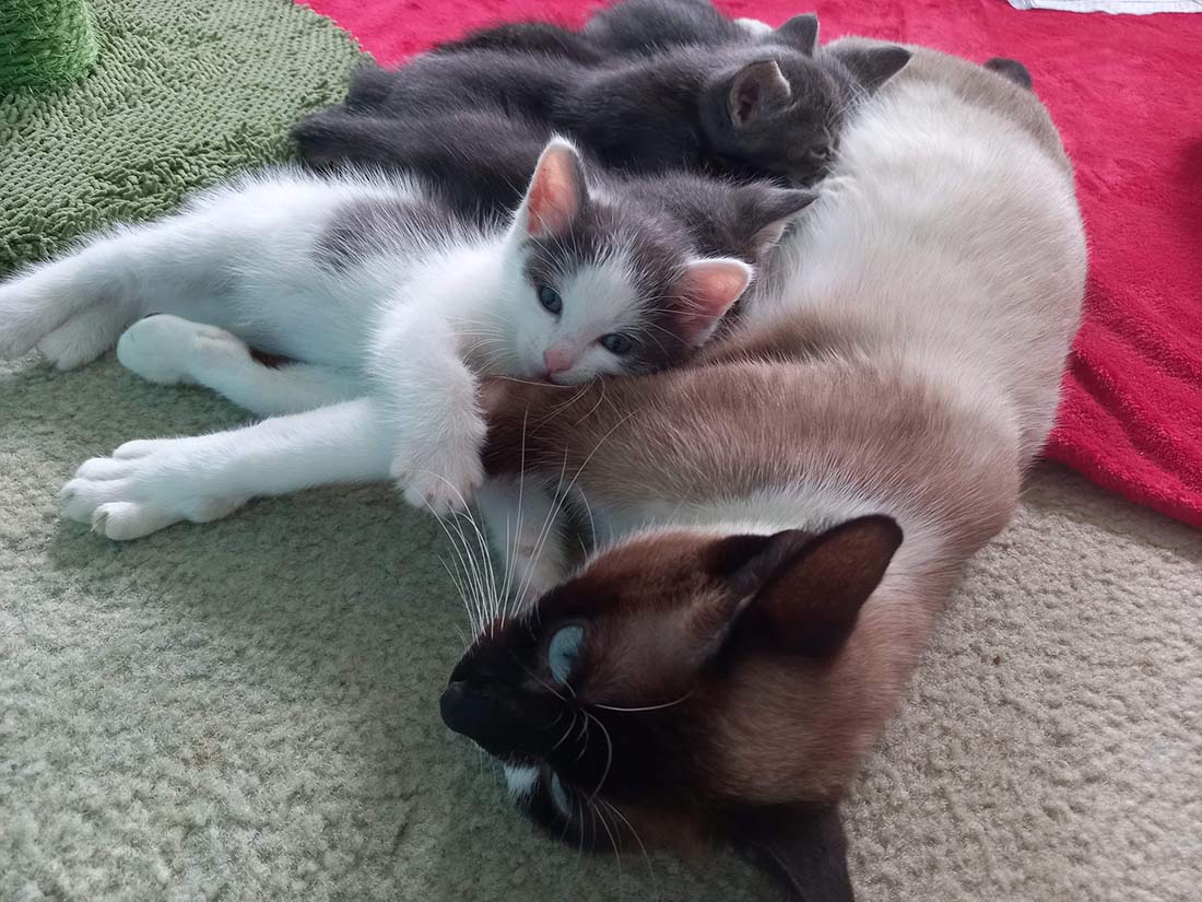 Gatito estaba solo hasta que una gata lo aceptó y lo convierte en parte de su familia 6 Gata y sus pequeños bebés
