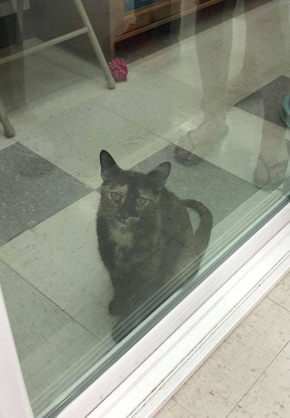 Gata embarazada se protegió del frío hasta encontrar un lugar seguro para dar a luz 13 Gatita mira por el cristal
