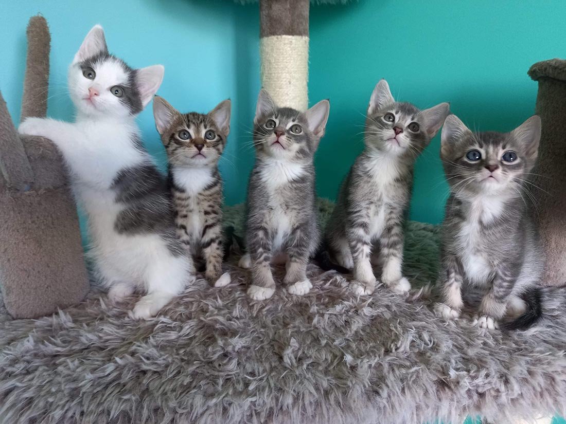 Gatito estaba solo hasta que un gato lo aceptó